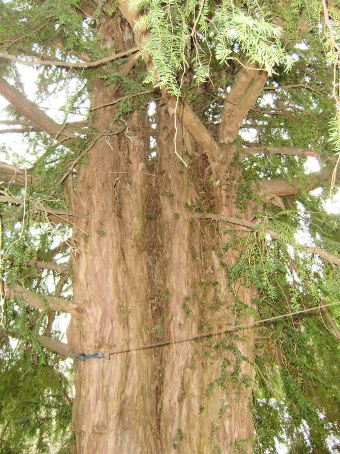 Tis červený (Taxus baccata) v Chlebovicích