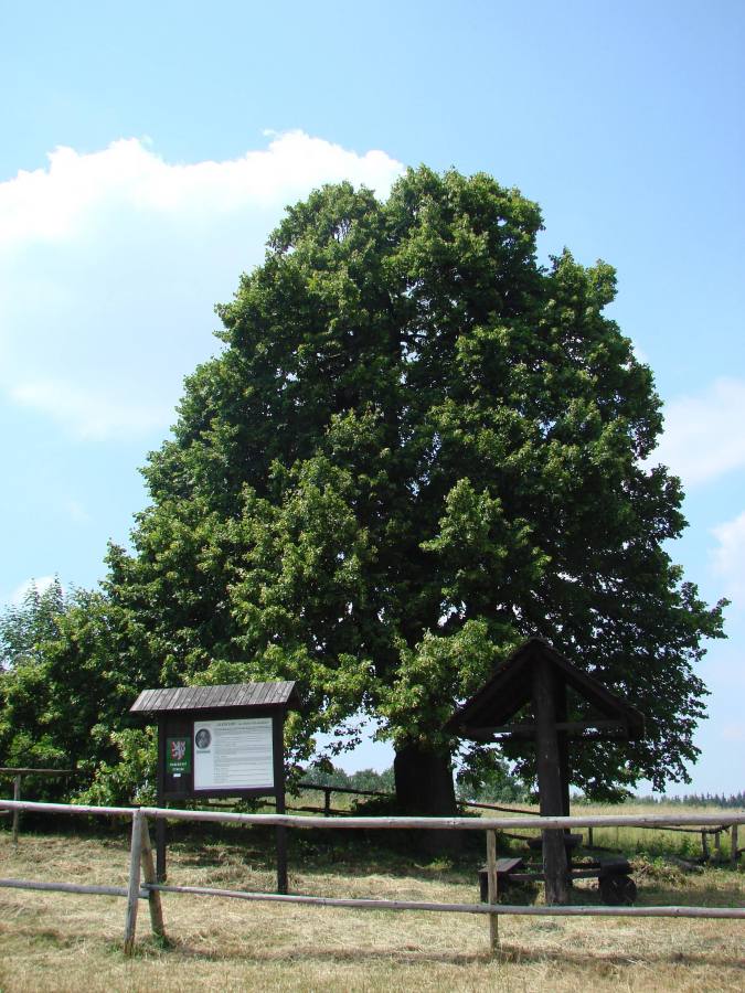 Zlatá lípa