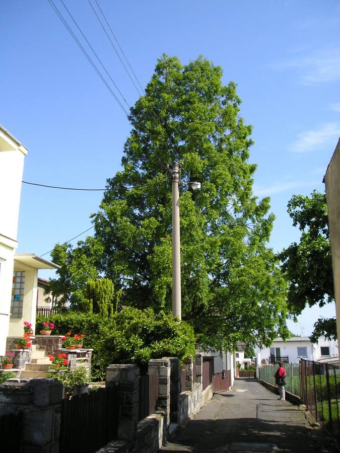 Metasekvoj čínská