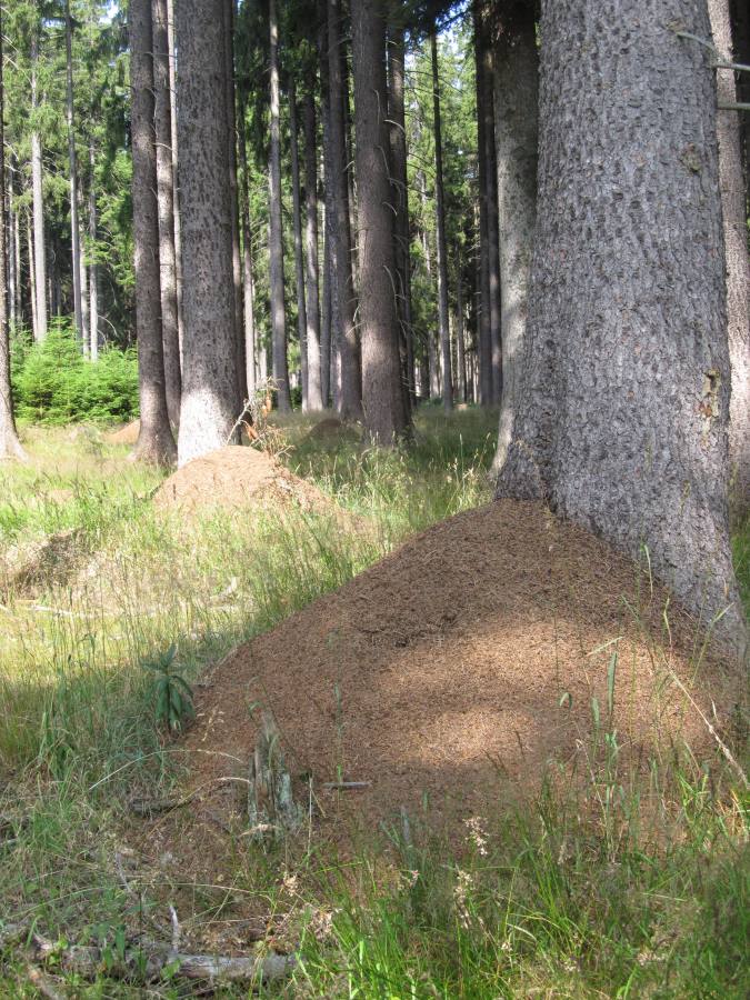 Poušť