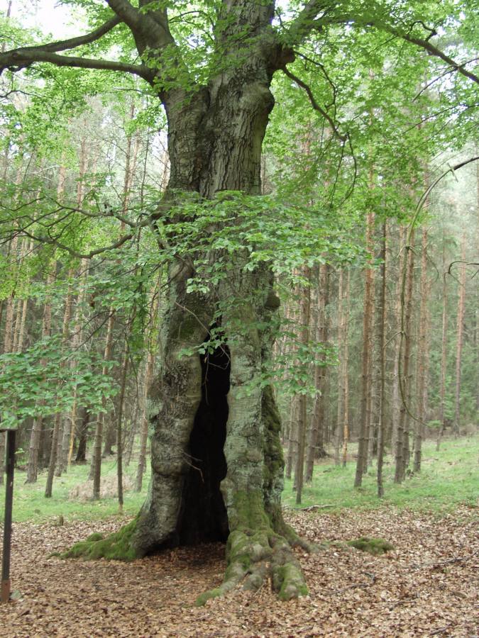 Fagus sylvatica - buk lesní
