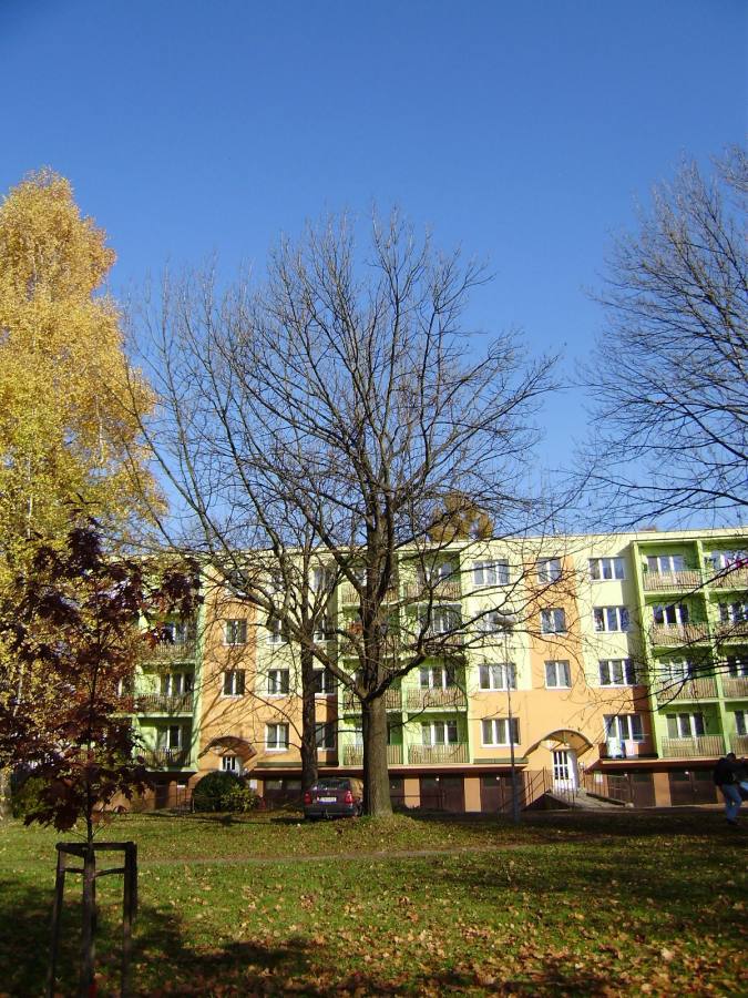 Alej v ulici E. Krásnohorské 5