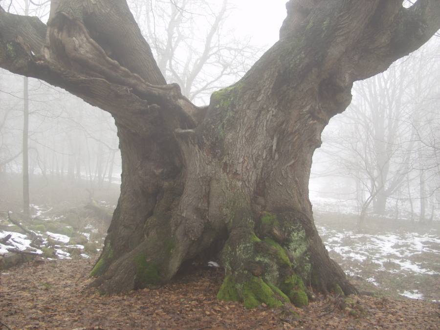 Horní Popovská lípa