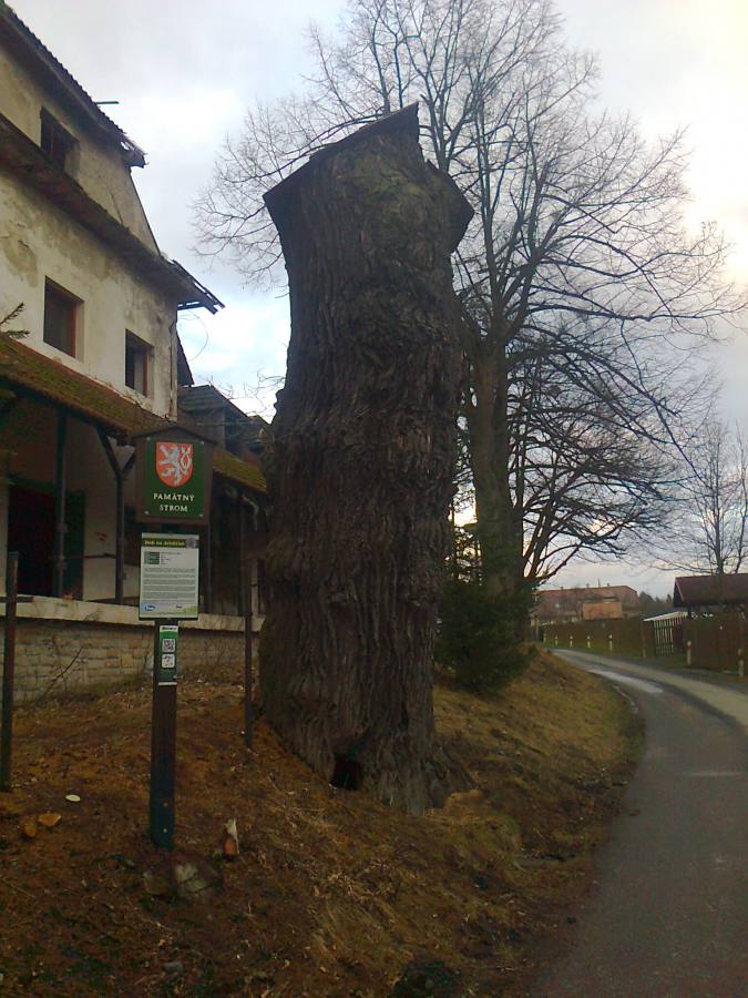 Úprava stromu na torzo