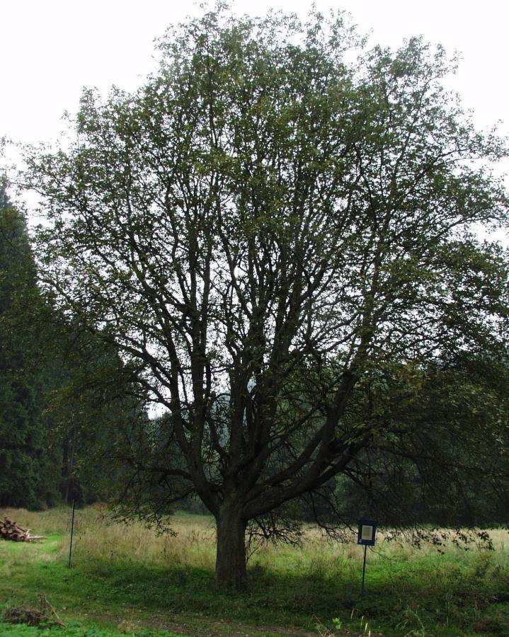 Jeřáb muk u Kosího potoka