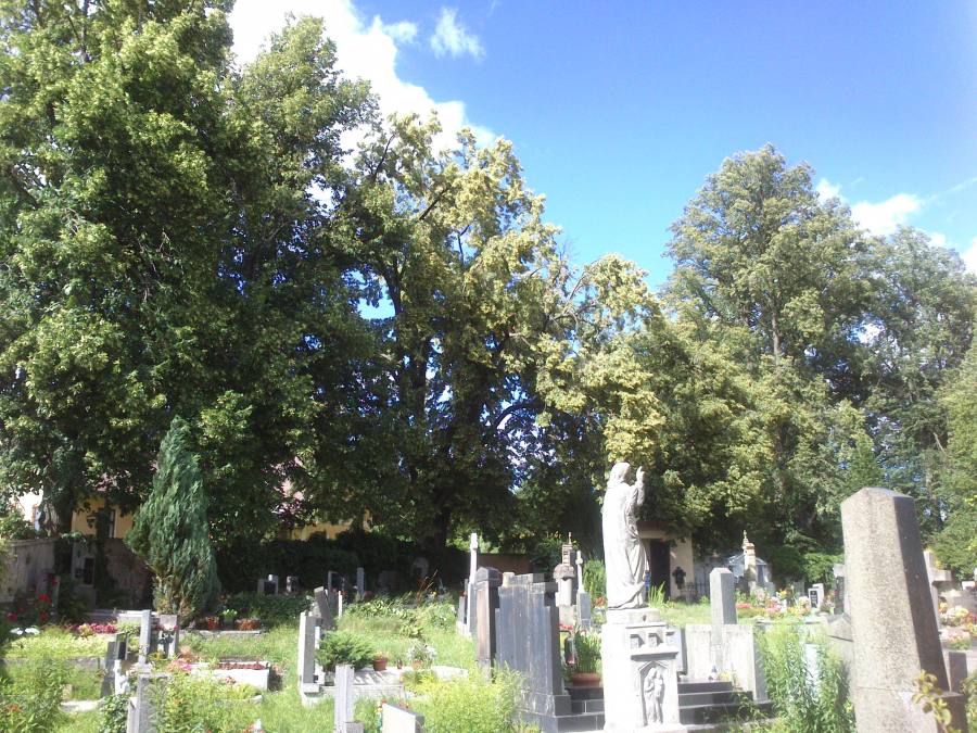 Lípy u kostela sv. Jakuba v Letařovicích