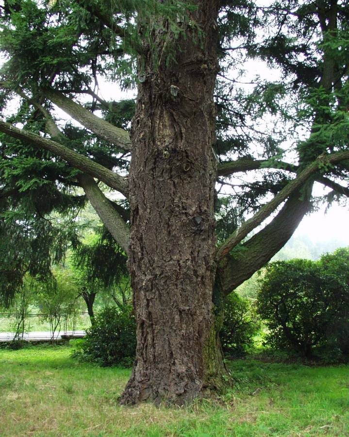 Douglasky u Zátiší