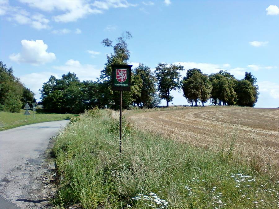 Stromořadí u silnice