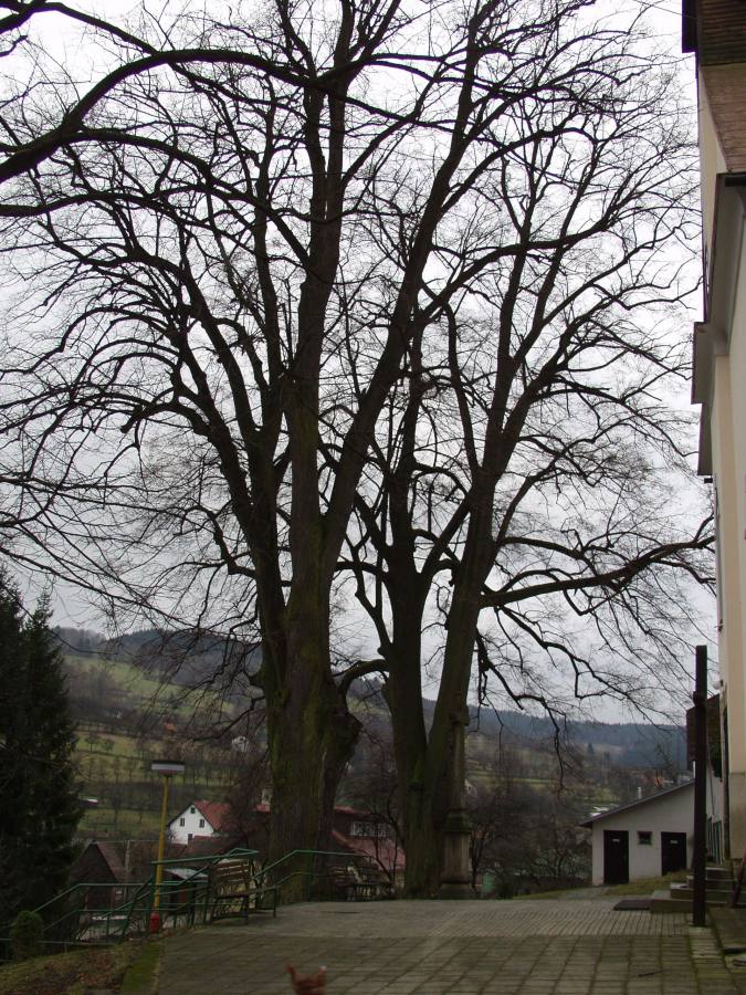 Lípy u kostela ve Zděchově