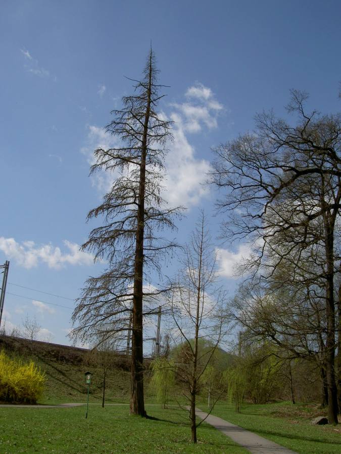 Tisovec u trati