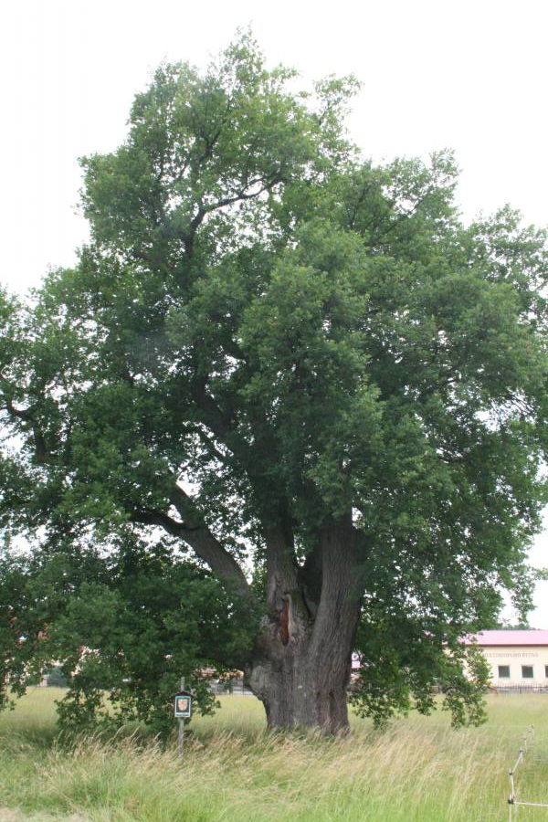 Kepkův dub v Turovci