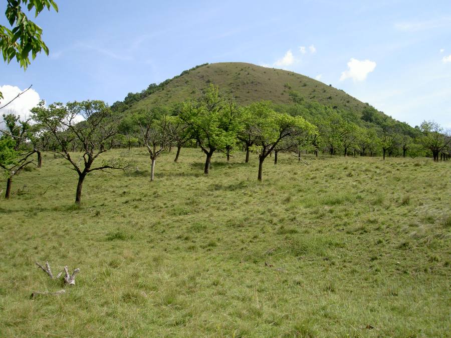 Oblík