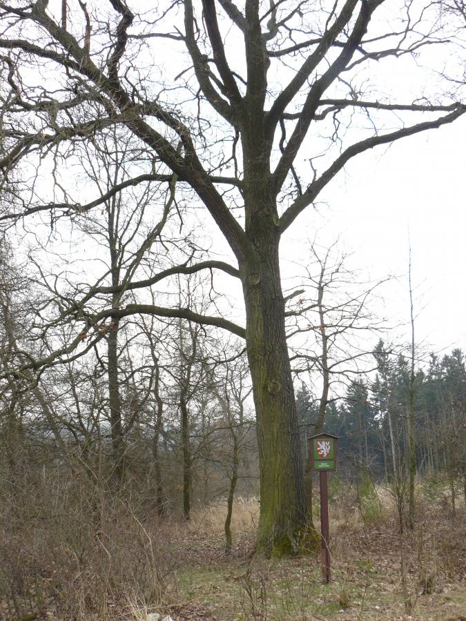 Hraniční dub v Moždýřkách