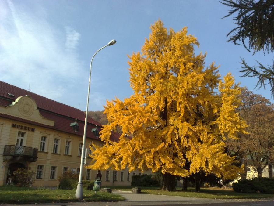 Jinan u muzea