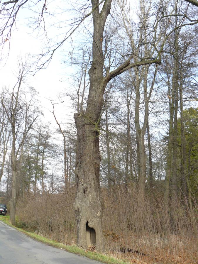 Skupina dvou lip malolistých