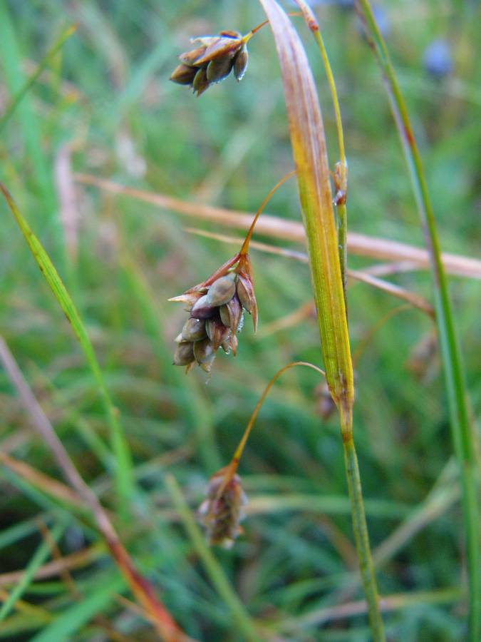 ostřice vrchovištní