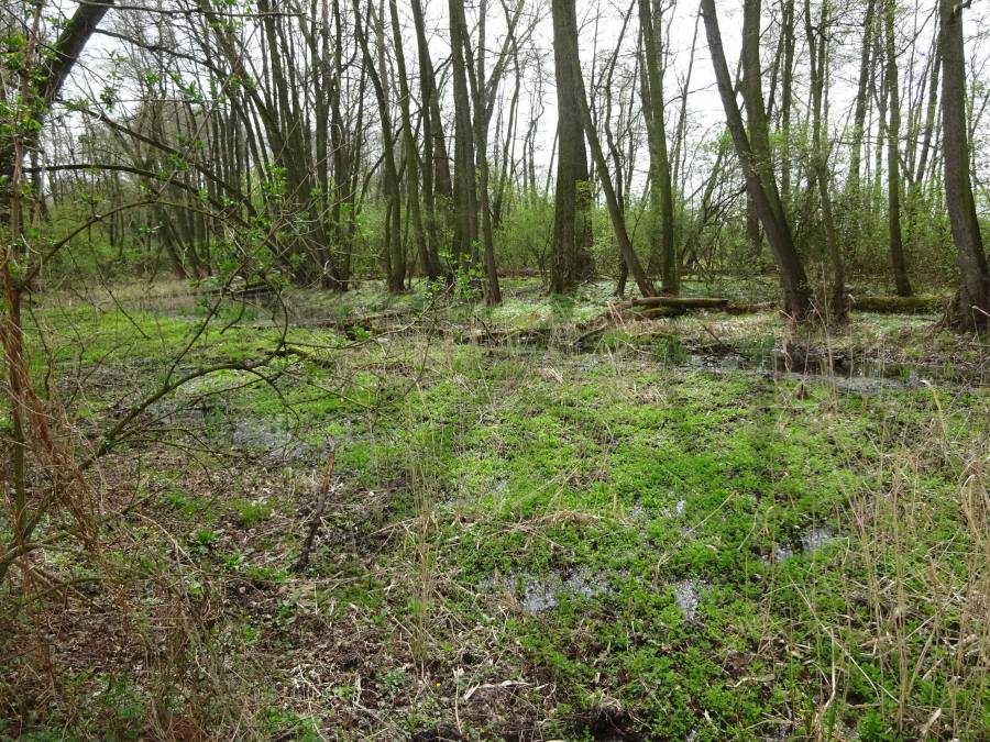 Káraný - Hrbáčkovy tůně