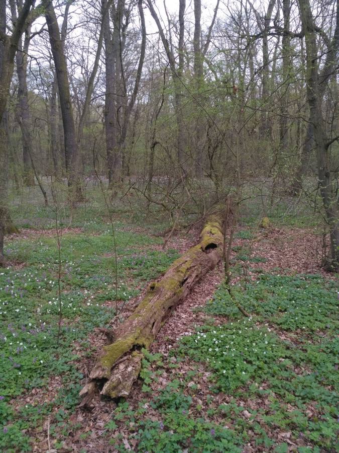 Káraný - Hrbáčkovy tůně