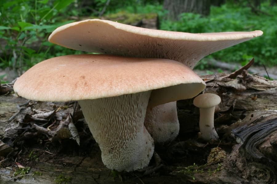 houževnatec pohárovitý