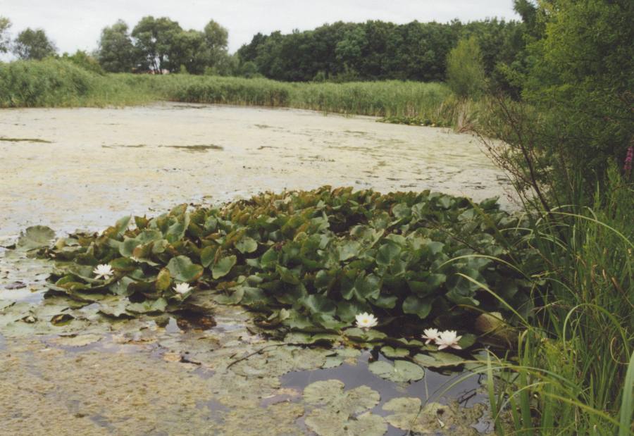 Stibůrkovská jezera