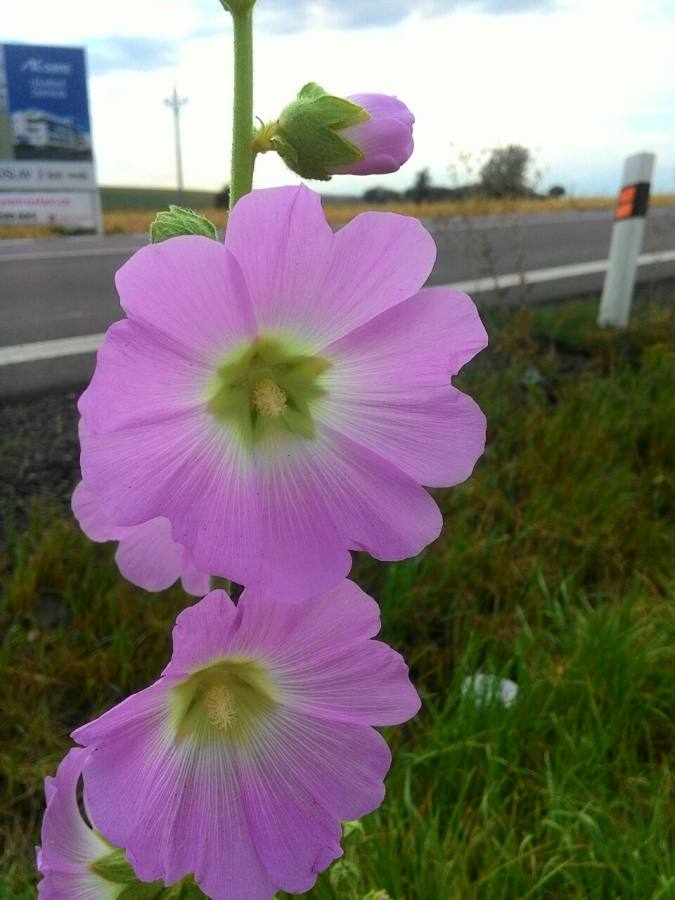 topolovka bledá