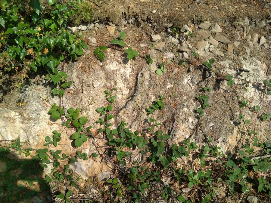 ostružiník brdský