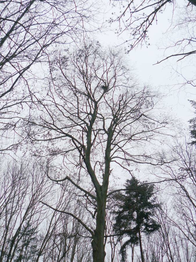 Buk na Včelním Hrádku