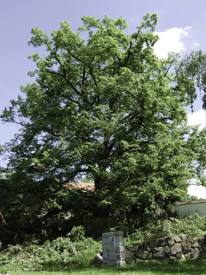 Výchovný řez neovocných stromů - výška stromu 4 až 6 m