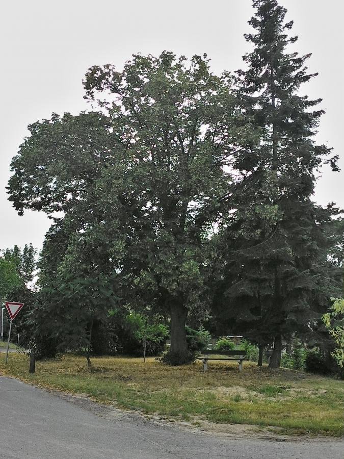 Zdiměřický strom svobody