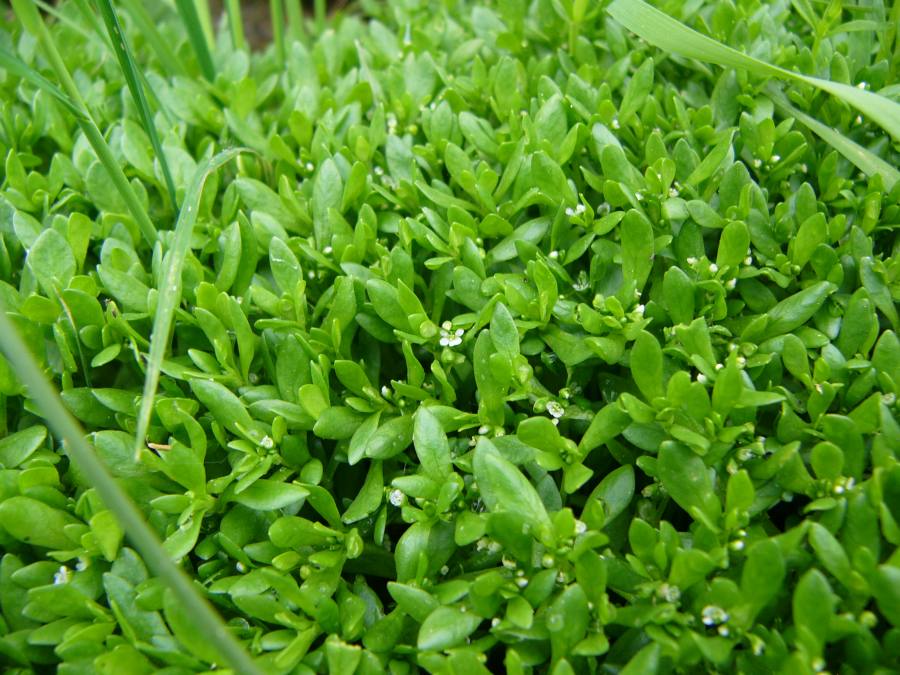 zdrojovka hladkosemenná potoční