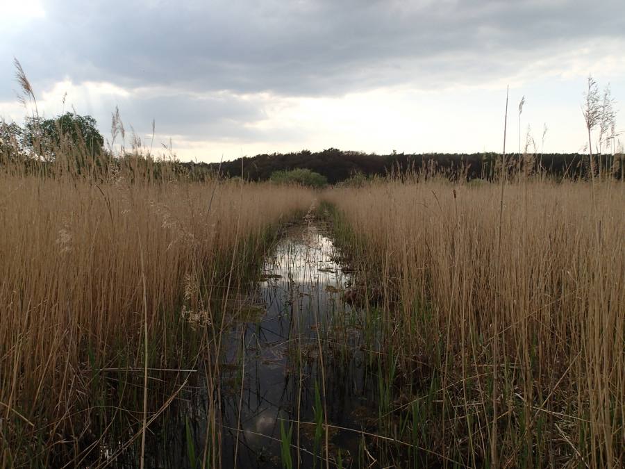 Hrabanovská černava