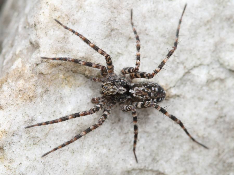 slíďák ostnonohý