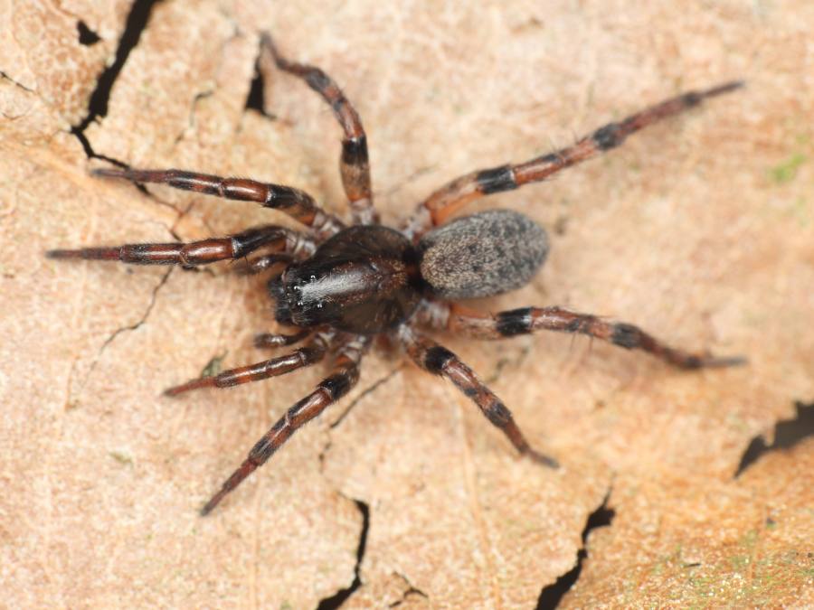 slíďák suchomilný