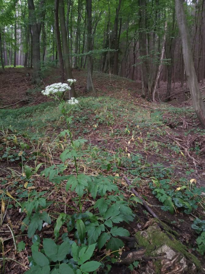 mázdřinec rakouský