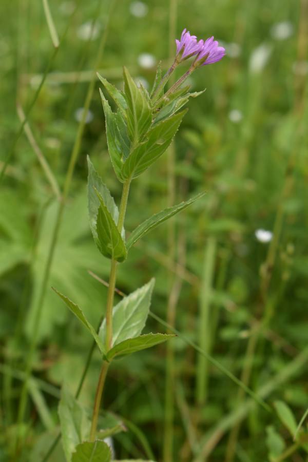 vrbovka alpská