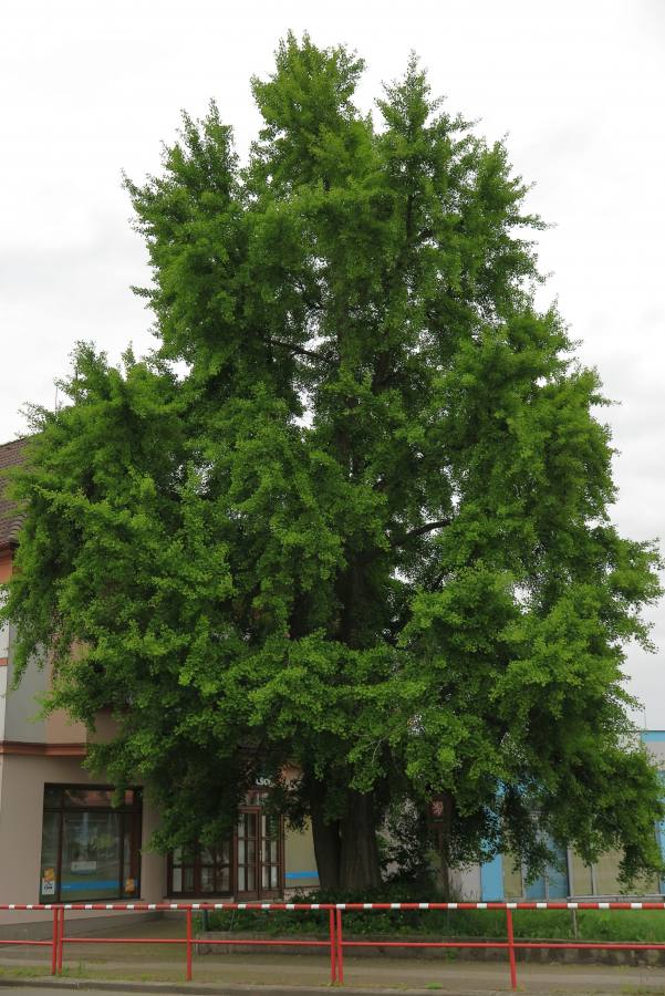 Jinan dvoulaločný-Ginkgo biloba