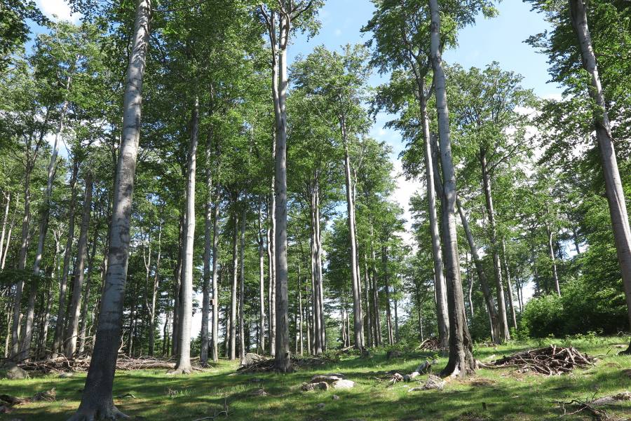 Jizerskohorské bučiny