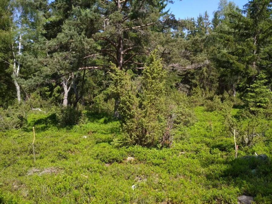 Formace jalovce obecného (<i>Juniperus communis</i>) na vřesovištích nebo vápnitých trávnících