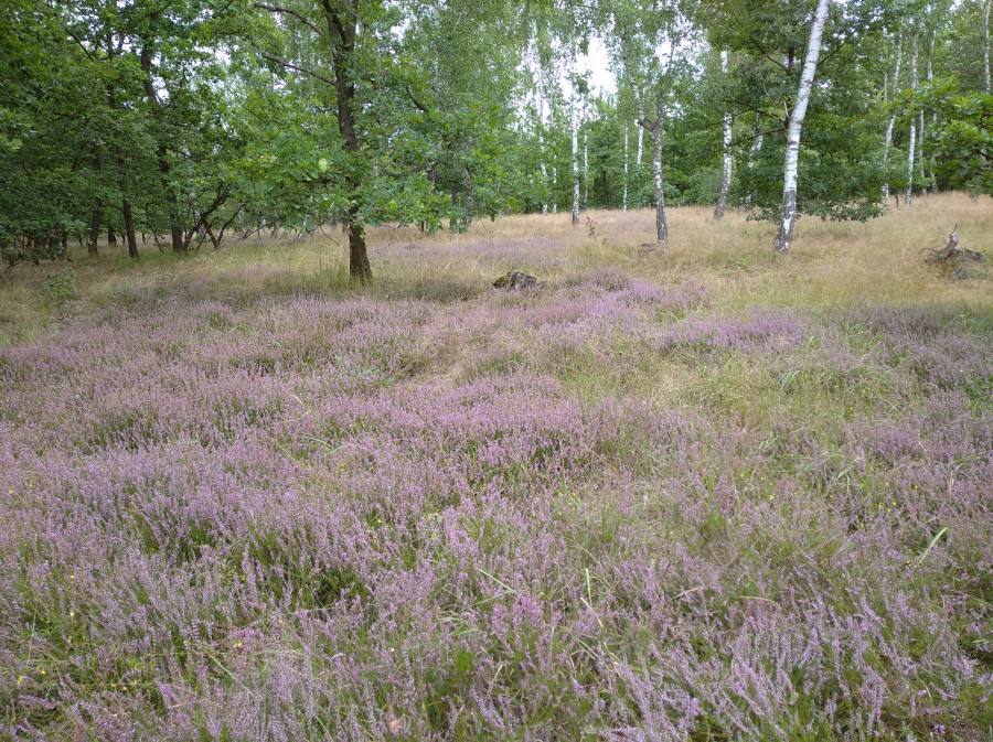 Suchá vřesoviště nížin a pahorkatin bez výskytu jalovce obecného (Juniperus communis)
