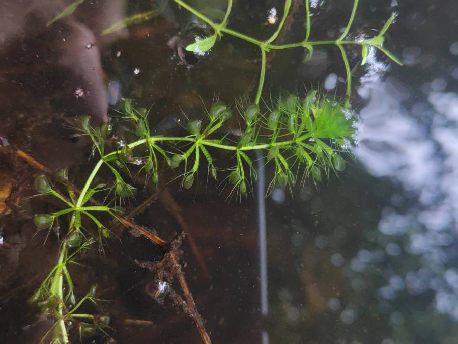 aldrovandka měchýřkatá