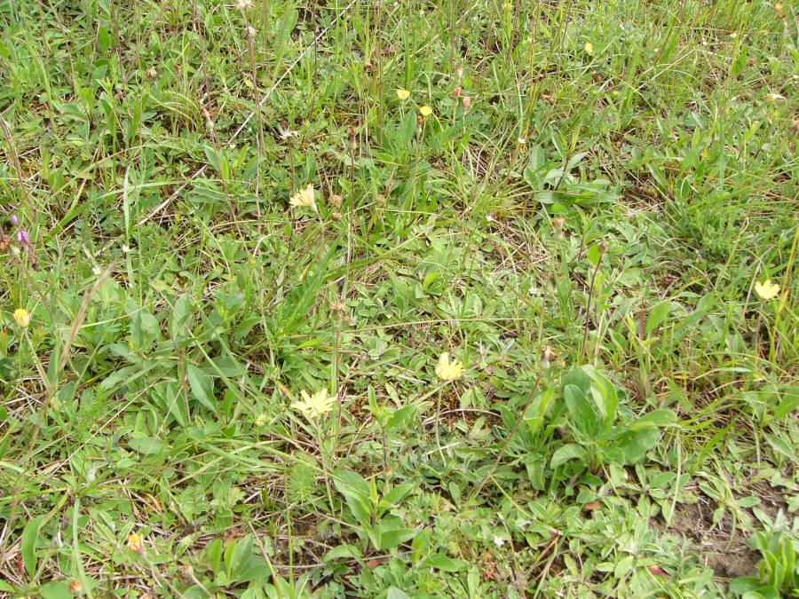 Širokolisté suché trávníky, porosty bez význačného výskytu vstavačovitých a bez jalovce obecného (Juniperus communis)
