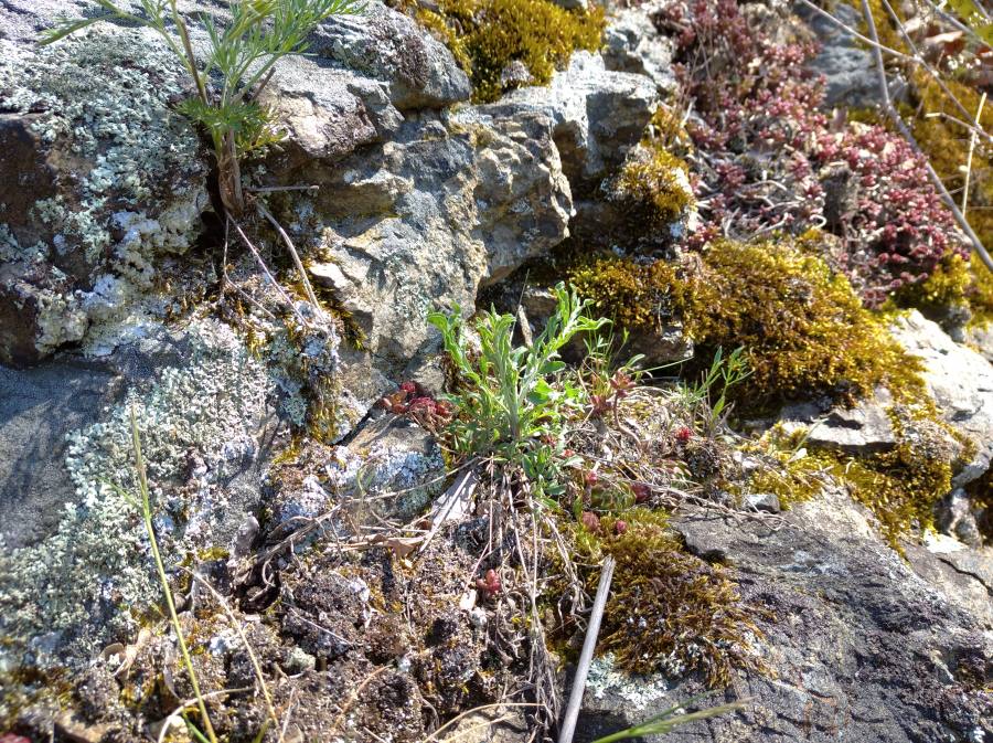 Pionýrská vegetace silikátových skal (<i>Sedo-Scleranthion</i>, <i>Sedo albi-Veronicion dillenii</i>)