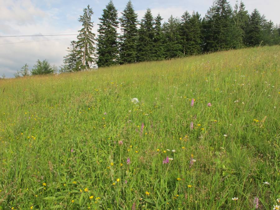 Druhově bohaté smilkové louky na silikátových podložích v horských oblastech (a v kontinentální Evropě v podhorských oblastech)