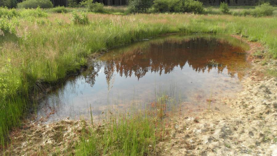 Makrofytní vegetace přirozeně eutrofních a mezotrofních stojatých vod s bublinatkou jižní nebo obecnou (Utricularia australis a U. vulgaris)