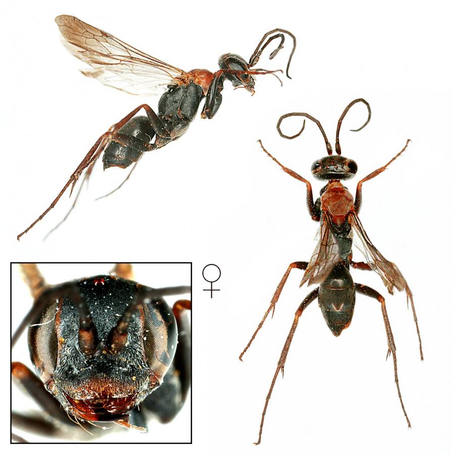 hrabalka kejklířská