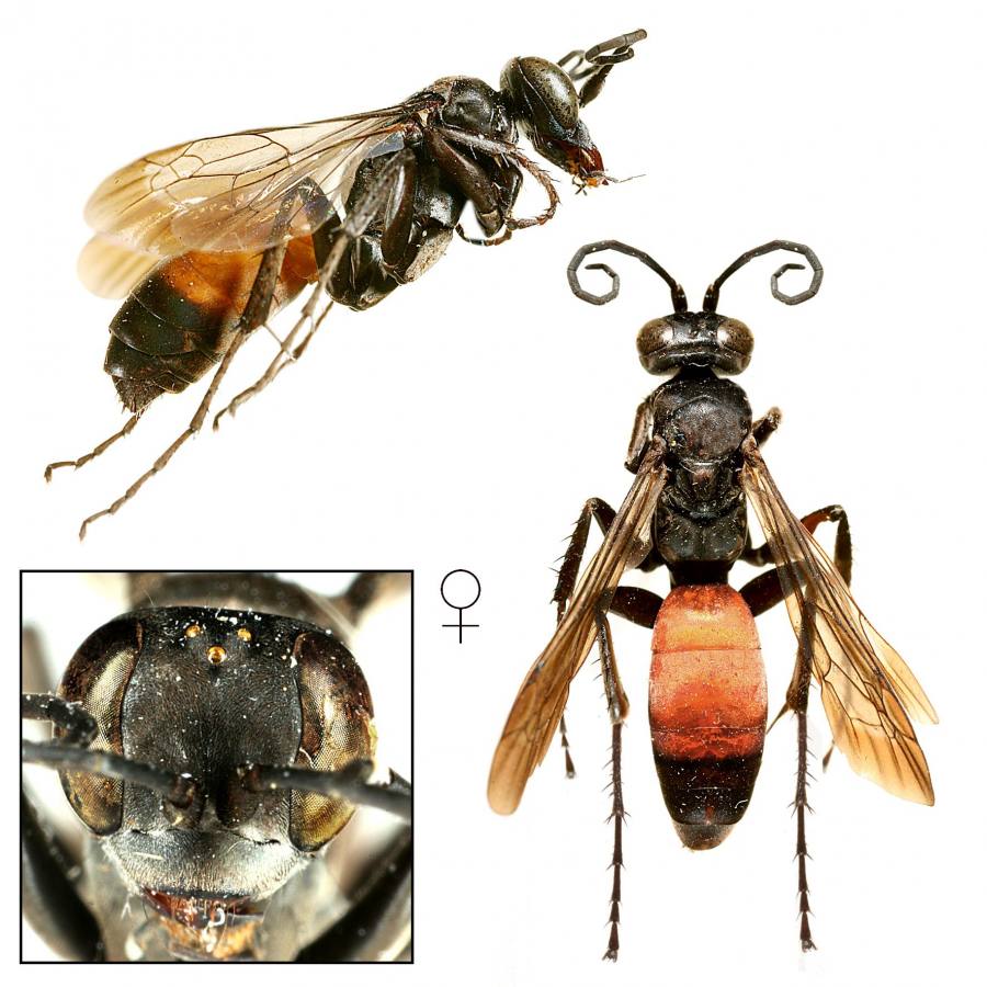 hrabalka pěchavová