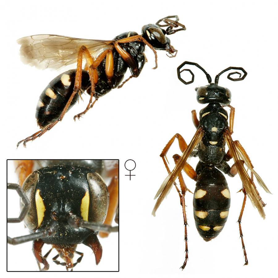 hrabalka desetiskvrnná