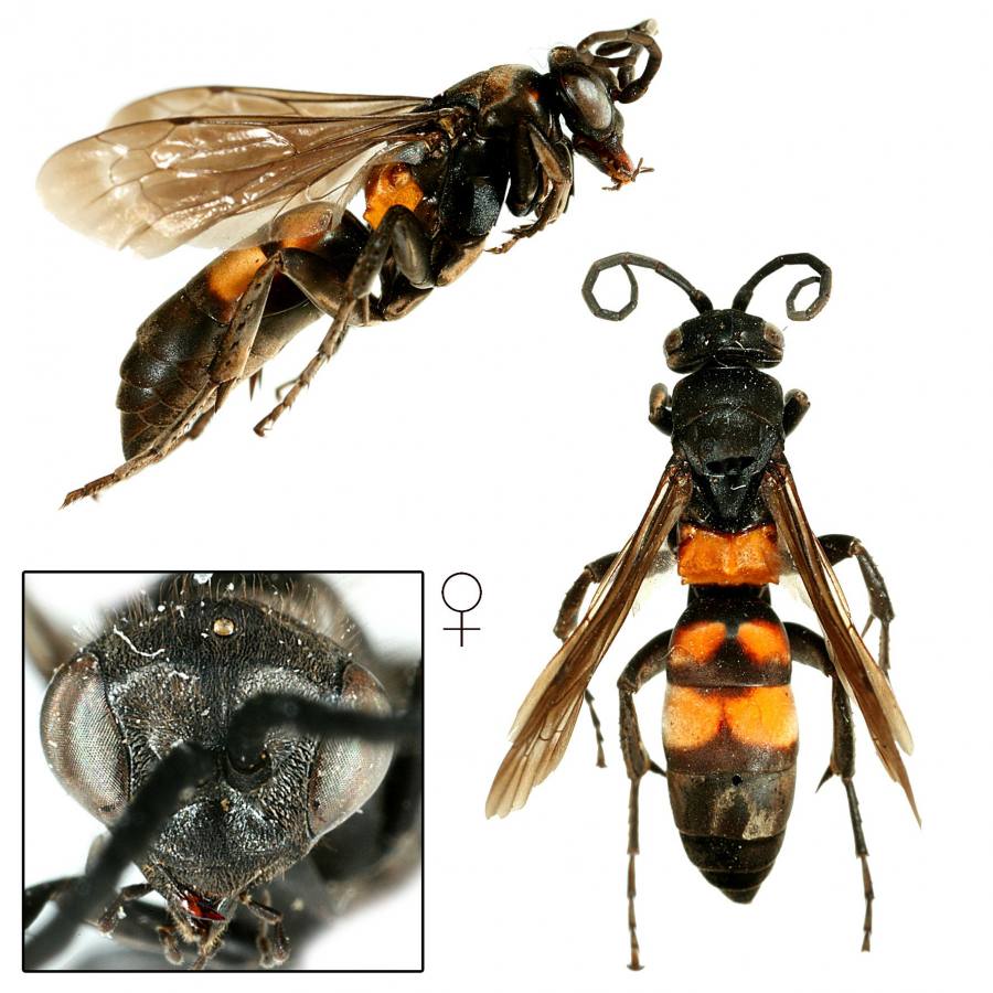 hrabalka stepníková