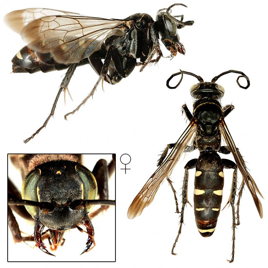 hrabalka perločková