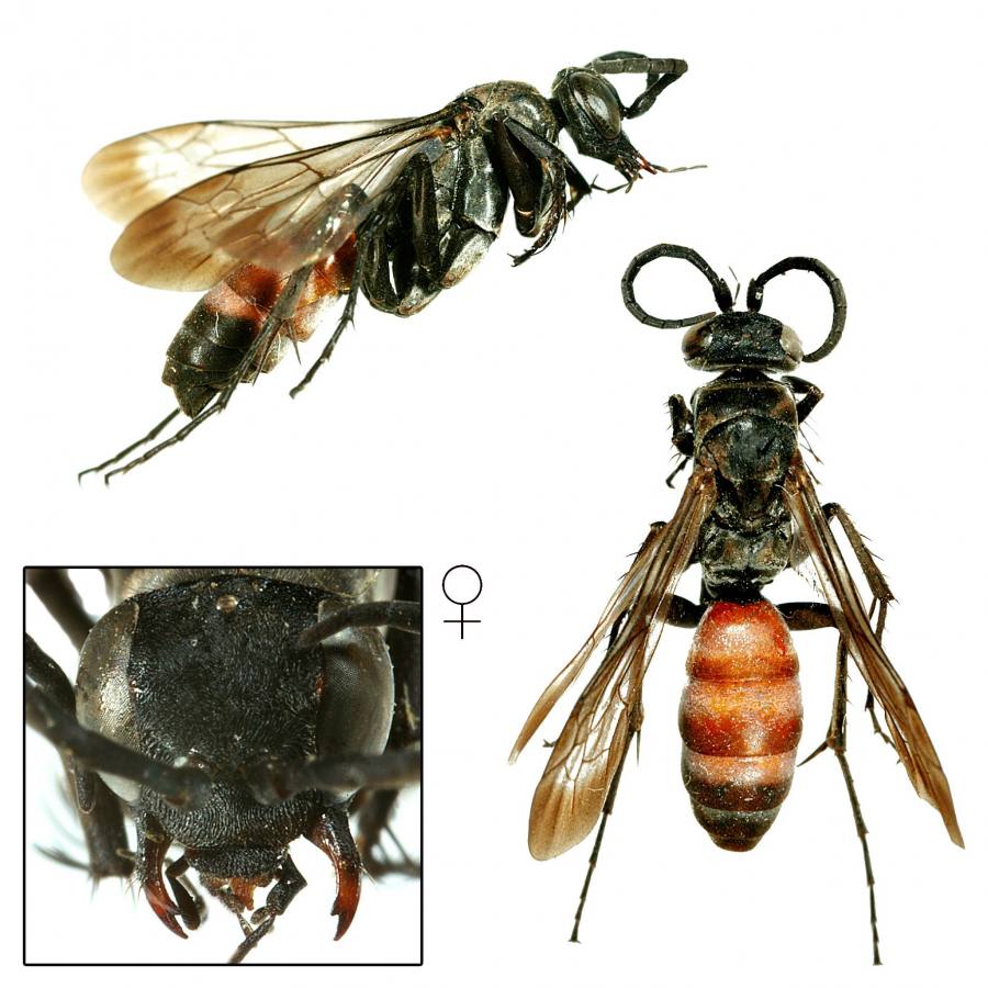 hrabalka dlouhotrnná